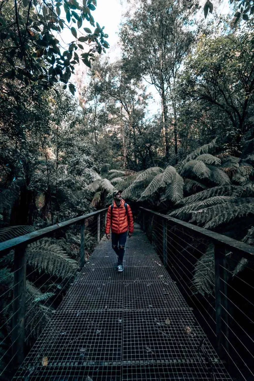 9 Amazing Waterfalls In The Great Otway National Park