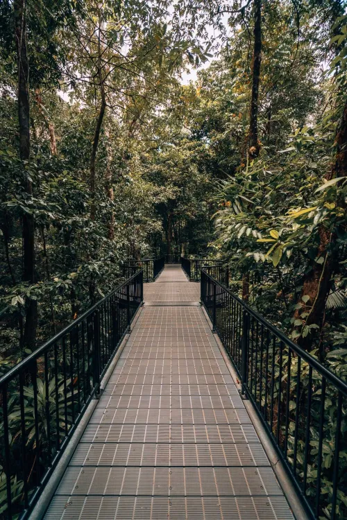 Daintree Rainforest: 13 awesome things to do from Cairns to Cape Tribulation