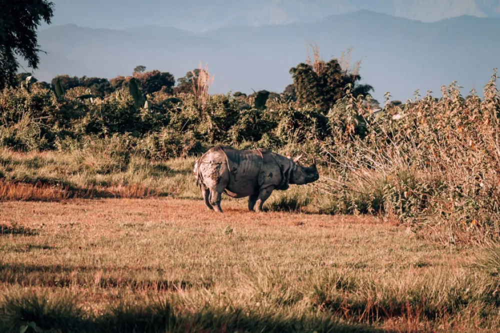 6 great reasons to experience A jungle safari in Chitwan National Park