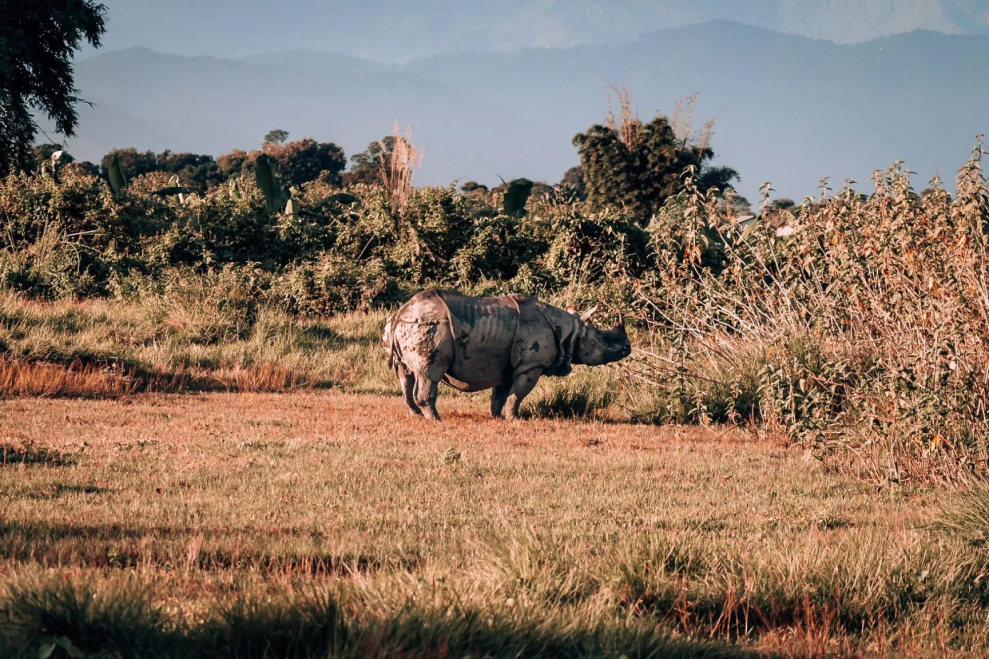 6 great reasons to experience A jungle safari in Chitwan National Park