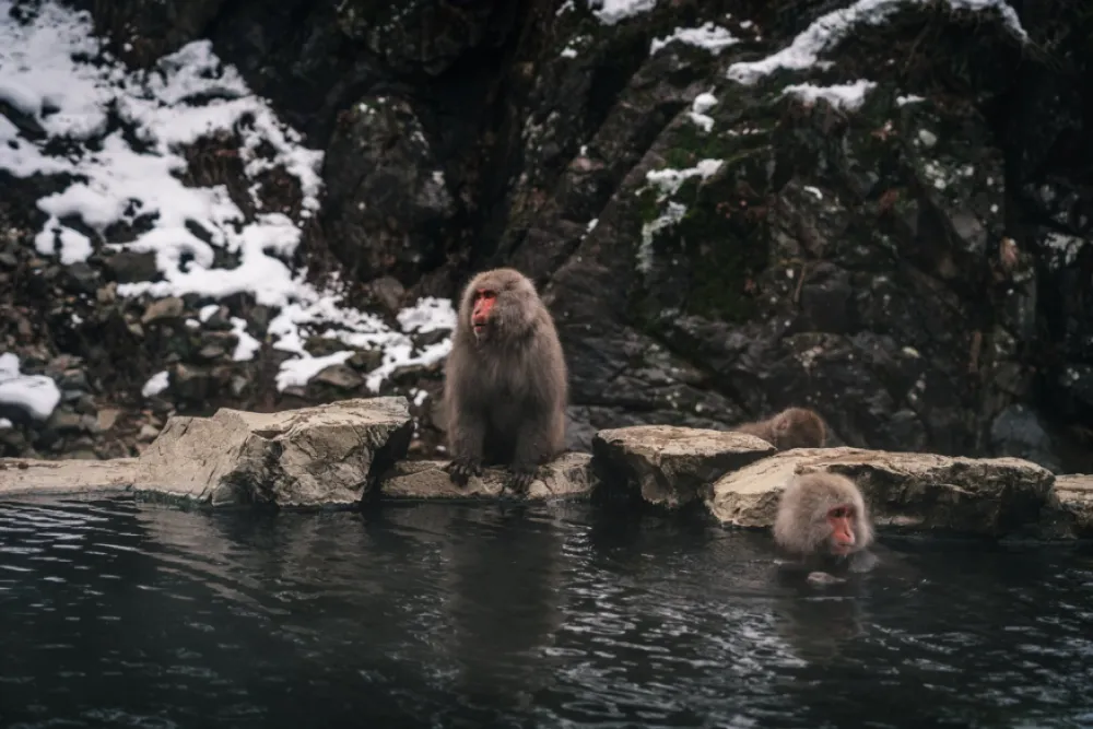 Jigokudani monkey park: the most famous hot spring with monkeys in Japan