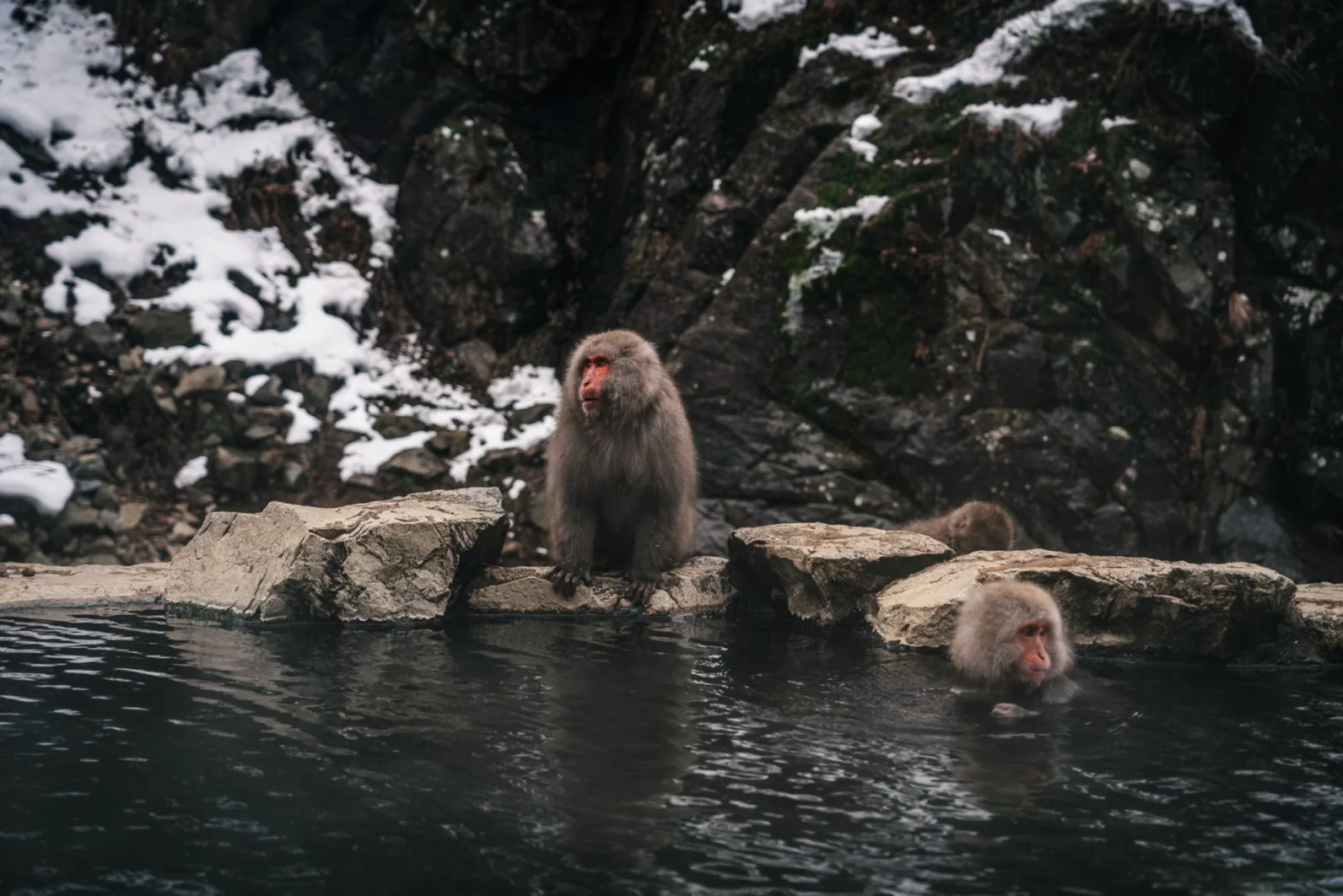 Jigokudani monkey park: the most famous hot spring with monkeys in Japan