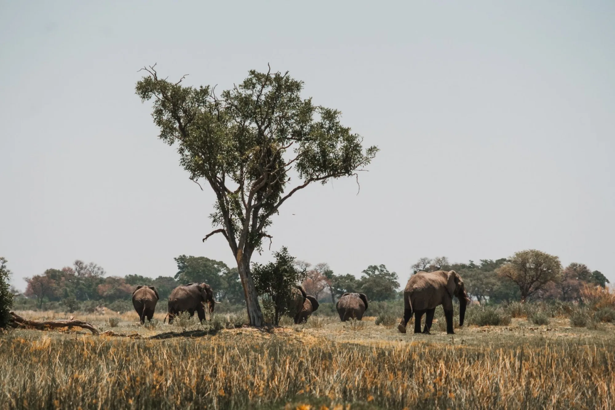 The 6 best things to do in Botswana